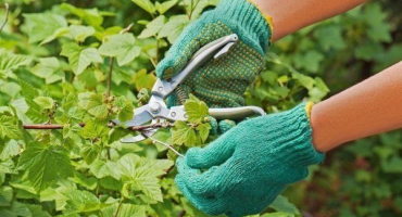 Jak správně řezat rybíz na podzim?